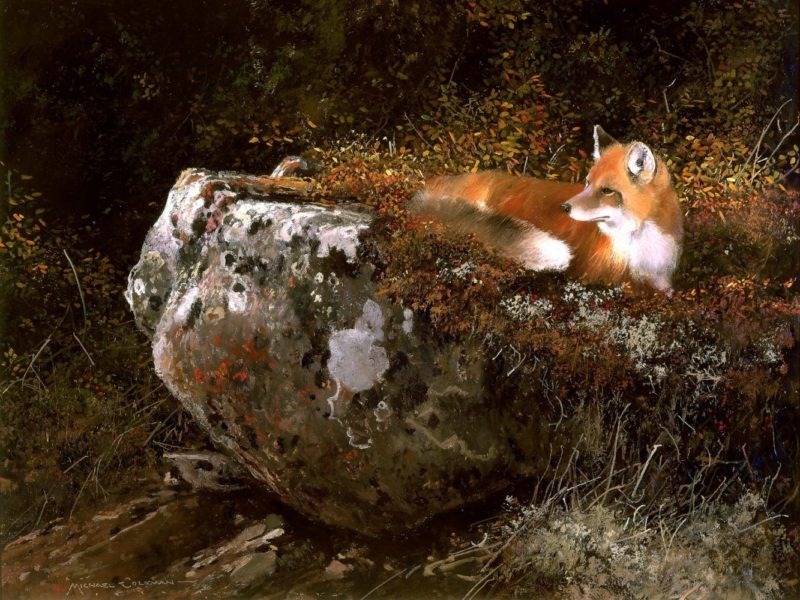 Michael Coleman-Morning Sun Red Fox