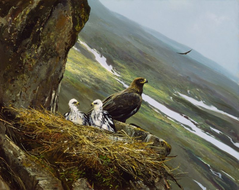 Michael Coleman-Regal View Golden Eagle