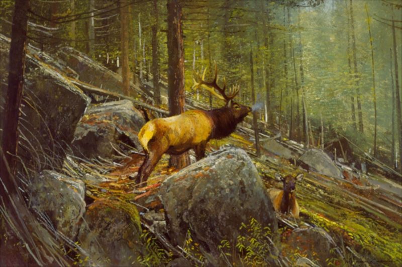 Michael Coleman-The Monarch Bull Elk