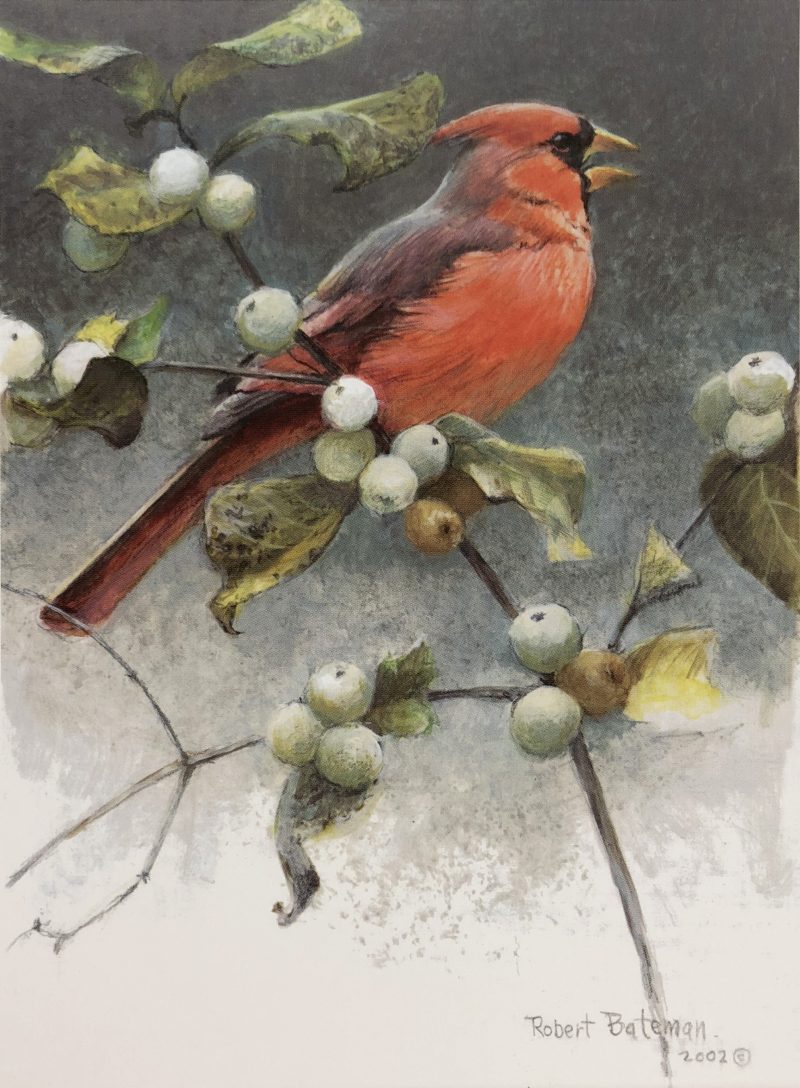 Robert Bateman-Cardinal and Snowberries