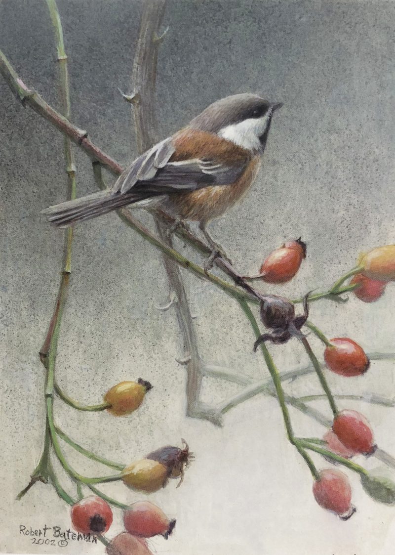 Robert Bateman-Chickadee and Rosehips