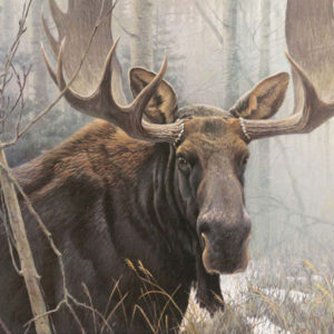 Robert Bateman-BULL MOOSE