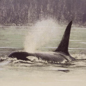 Robert Bateman-fluid power orca