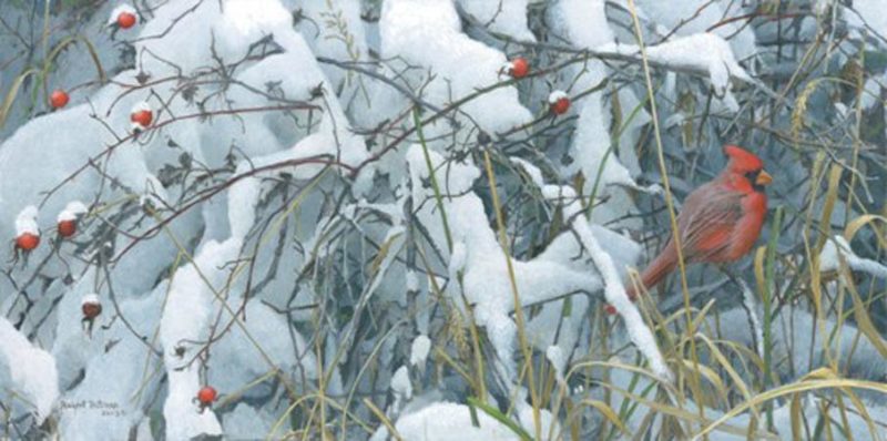 Robert Bateman-fresh snow cardinal