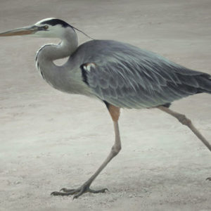 Robert Bateman-full stride great blue heron