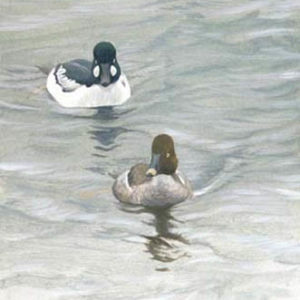 Robert Bateman-goldeneye pair ducks