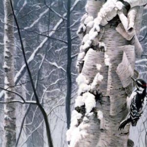 Robert Bateman-hairy woodpecker on birch