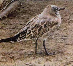 Robert Bateman-laughing gull and horseshoe crab