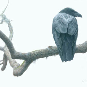 Robert Bateman-lone raven