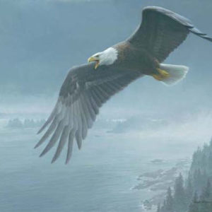 Robert Bateman-on the wing bald eagle