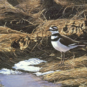 Robert Bateman-spring thaw killdeer