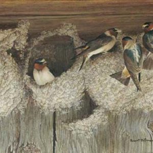 Robert Bateman-under construction cliff swallows