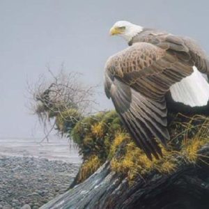 Robert Bateman-vantage point