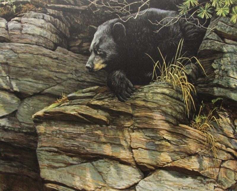 Robert Bateman-watchful repose black bear