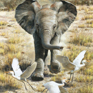 carl brenders-flushing egrets baby elephant