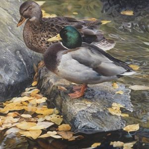 Carl brenders - mallard reflection