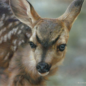 carl brenders-spotted mule deer