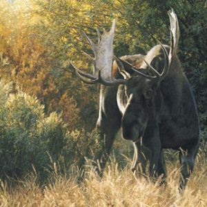 carl brenders-sudden encounter bull moose