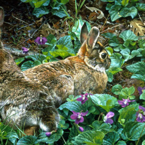 carl brenders-violet trails and cottontails