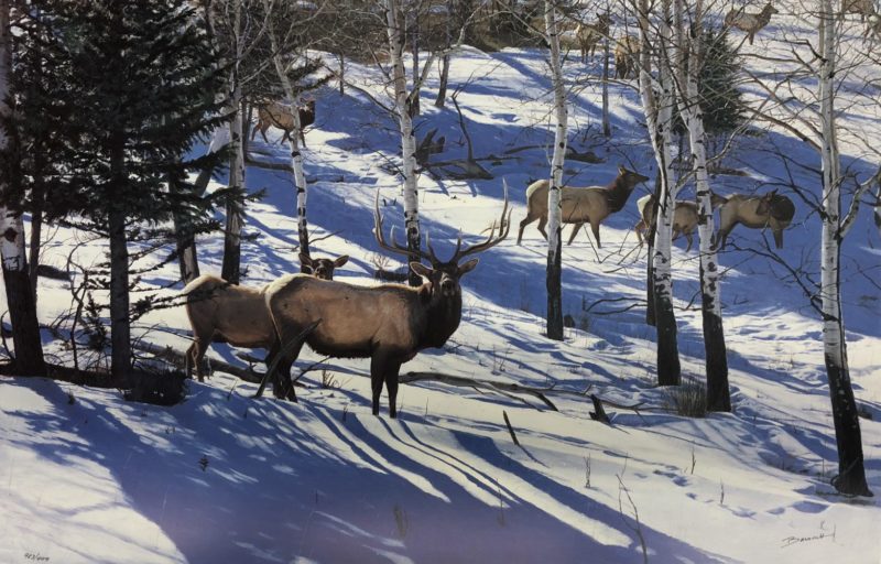 john banovich-mild winter elk