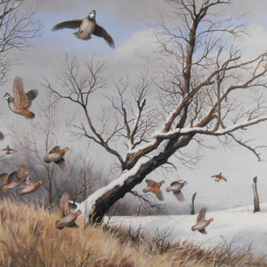 maynard reece-winter covey bobwhites