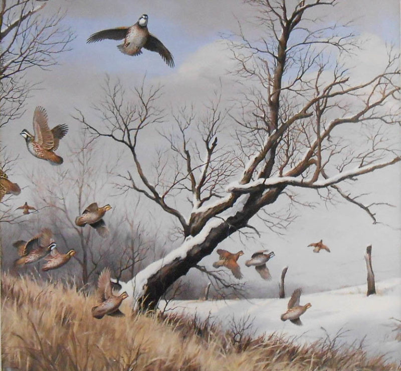 maynard reece-winter covey bobwhites