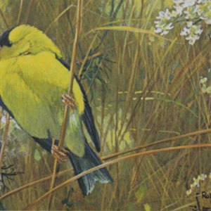 Robert-Bateman-Goldfinch-in-the-Meadow