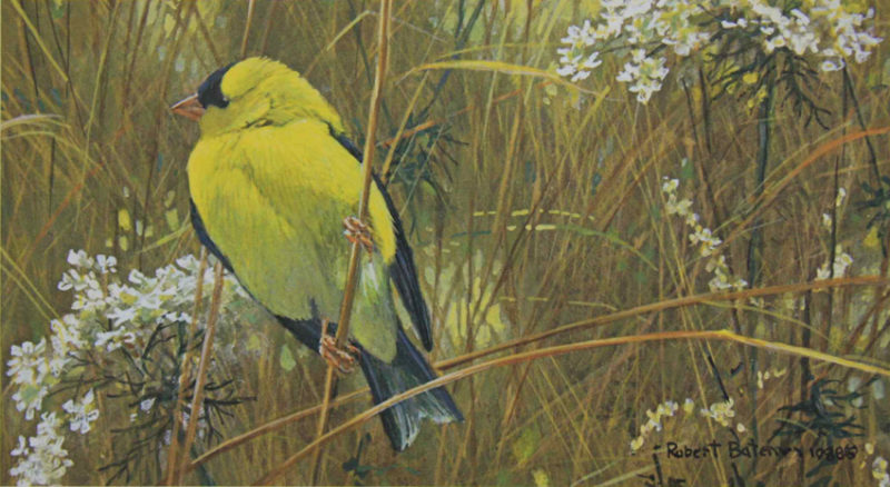 Robert-Bateman-Goldfinch-in-the-Meadow